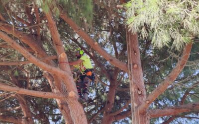 Perché tagliare la punta a un albero è il modo migliore per ucciderlo (la verità sulla capitozzatura)